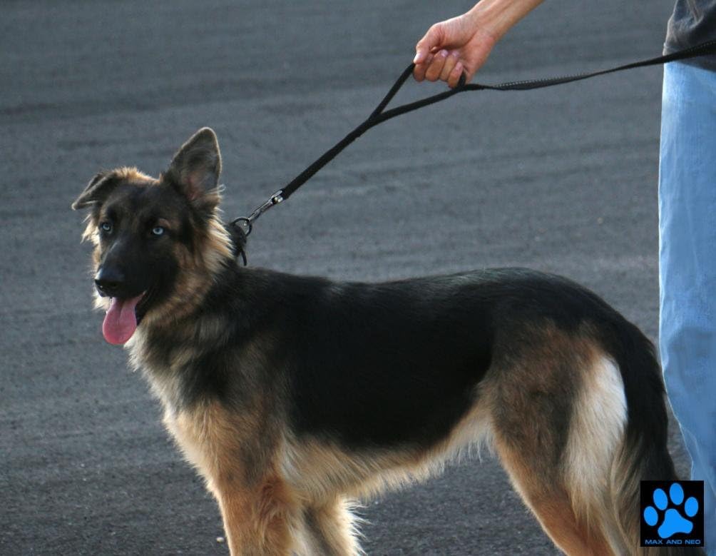 Max and Neo Double Handle Traffic Dog Leash - Reflective, Donates to Dog Rescue (Black, 6 FT)