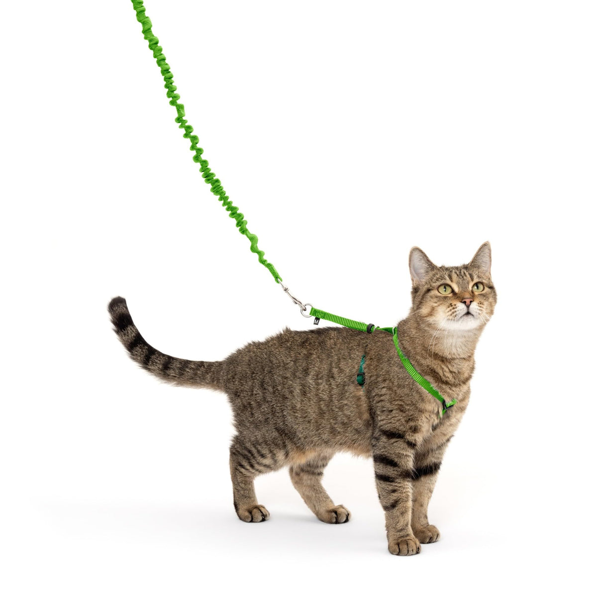PetSafe Come with Me Kitty Harness and Bungee Cat Leash, Dusty Rose, Medium