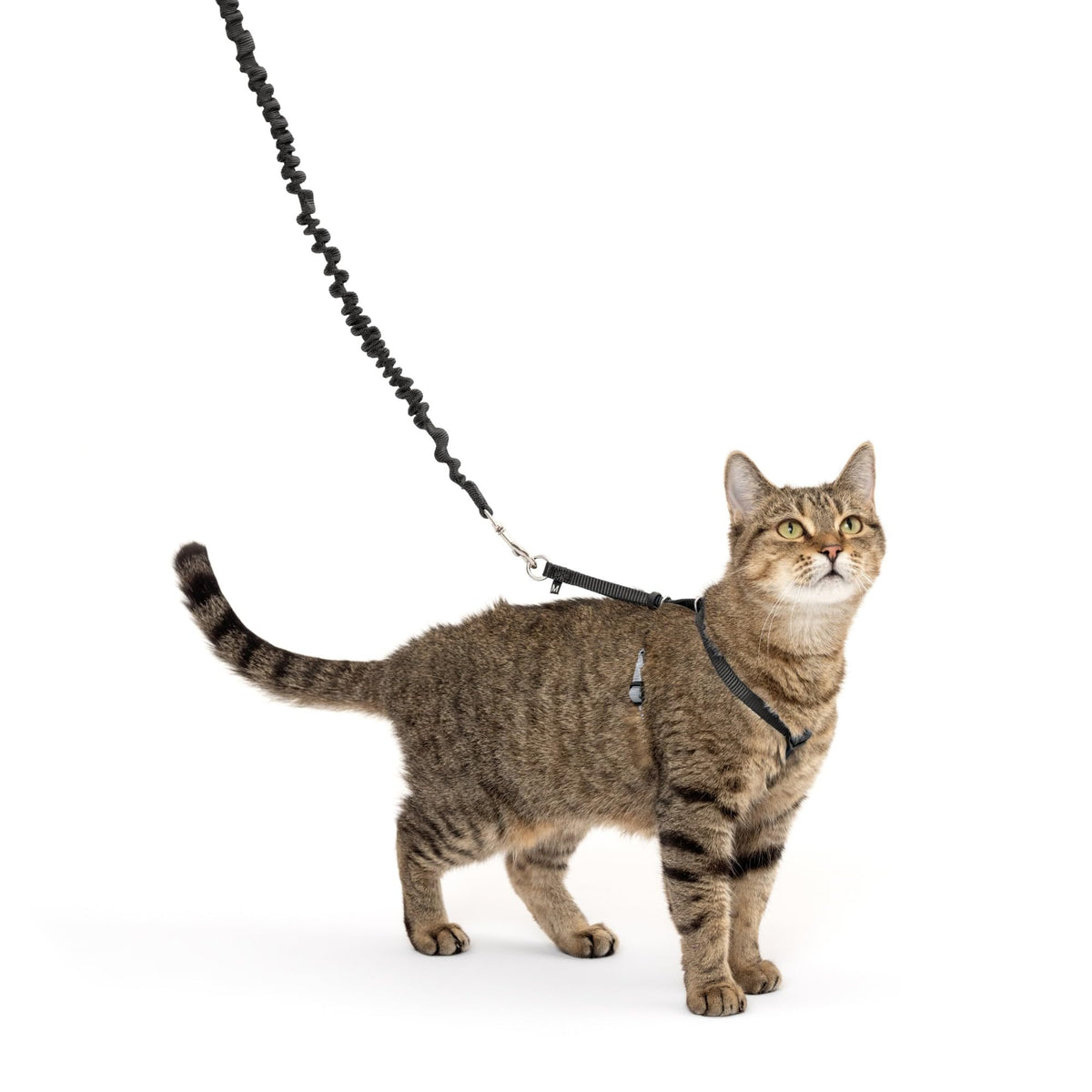 PetSafe Come with Me Kitty Harness and Bungee Cat Leash, Dusty Rose, Medium