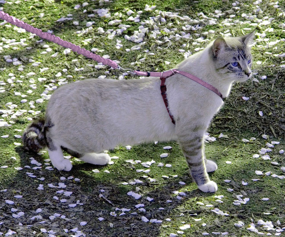 PetSafe Come with Me Kitty Harness and Bungee Cat Leash, Dusty Rose, Medium