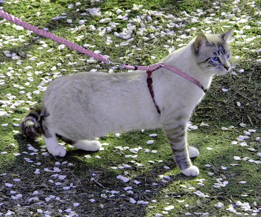 PetSafe Come with Me Kitty Harness and Bungee Cat Leash, Dusty Rose, Medium
